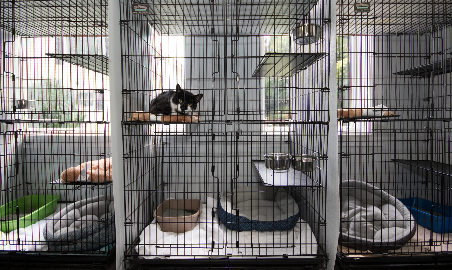 kennels for cats only